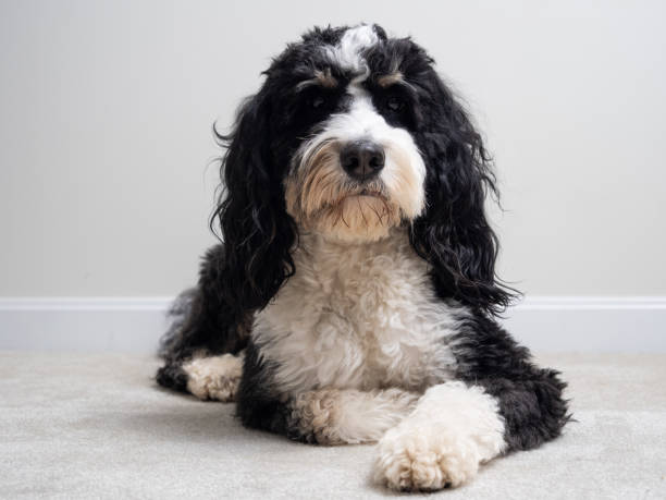 istock A Bernedoodle dogs lies as a model on the floor 2192531497