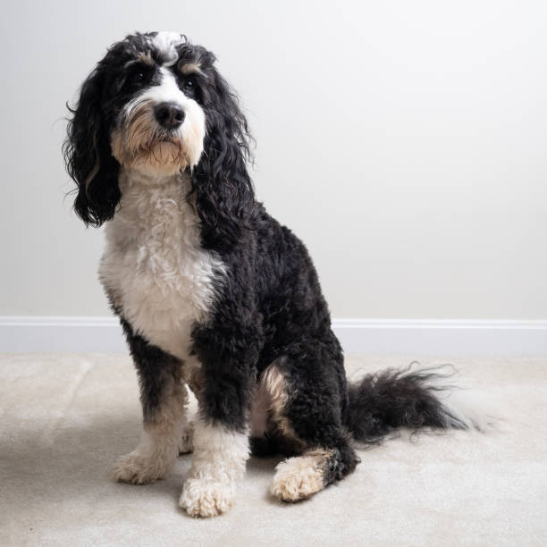 A Bernedoodle dogs sits as a model on the floor with clear background