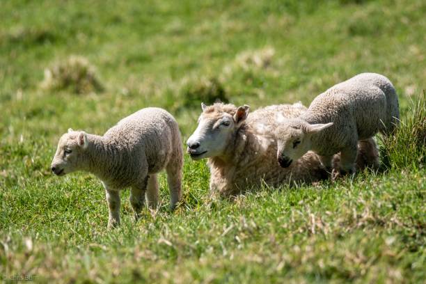 istock Sheep and Lambs Grazing in a Green Field 2192531543