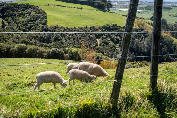 istock Sheep grazing on a lush green hillside 2192531547