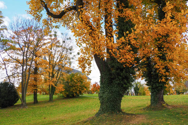 Golden autumn colors in the treetops. Green, yellow and orange leaves. Clear day, blue sky.