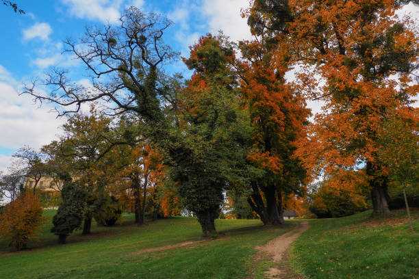 Golden autumn colors in the treetops. Green, yellow and orange leaves. Clear day, blue sky.