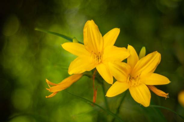 Daylily (Hemerocallis minor), yellow flowers in spring garden, bright floral background or wallpaper for design