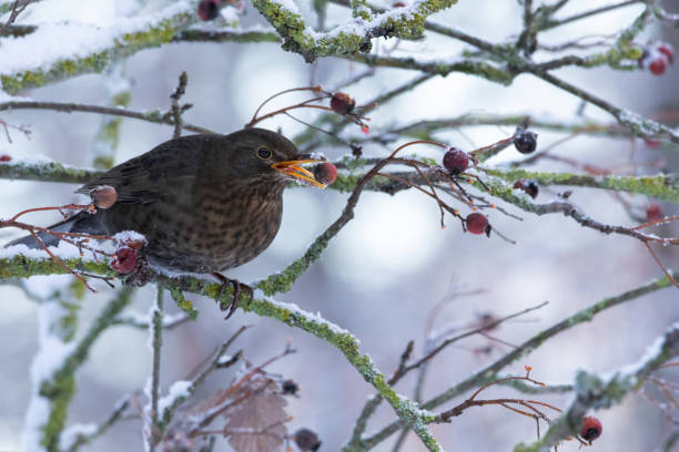 istock female of Common blackbird (Turdus merula) 2192534860
