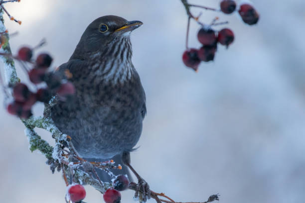 istock female of Common blackbird (Turdus merula) 2192534900