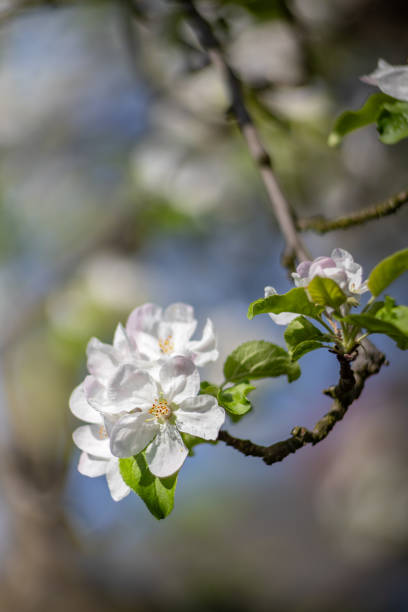 White flowers of a blooming apple tree in a spring garden. Blooming spring trees, floral background or wallpaper