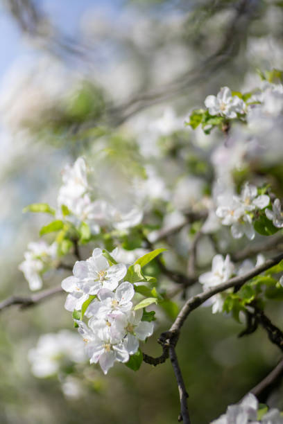 istock White flowers of a blooming apple tree in a spring garden 2192534937