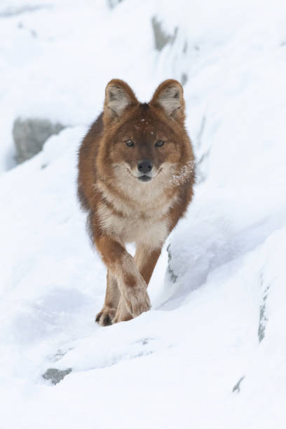 Dog in winter. The dog explores outdoors through snow at daytime. Use for blog, print, or ad