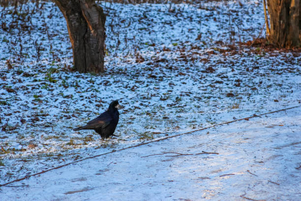 A solitary black crow walks on the partly snow-covered ground in a serene park as dusk approaches, surrounded by trees.