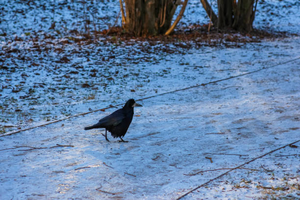 A solitary black bird walks along a snow-covered path surrounded by trees in a winter landscape, illuminated by soft sunlight.