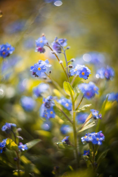 istock Blue forget-me-not flowers in a spring meadow 2192535065