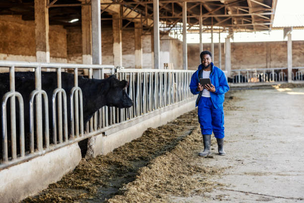 istock Black farmer, stockman with tablet in hands walking around cow's ranch. Modern husbandry. 2192535160