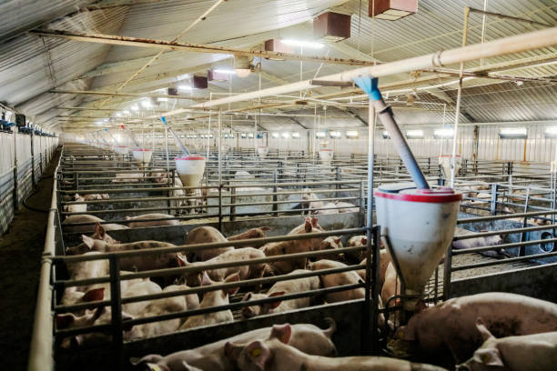 istock Many pigs cote. Animal breeding concept. 2192535174
