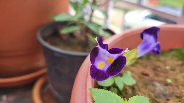 istock Macro close up image of a blue flower 2192535186