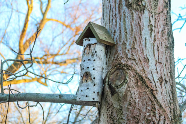 Birdhouse made from birch bark attached to a tree trunk in winter light