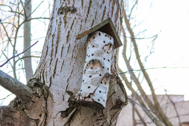 istock Birdhouse perched on a tree, inviting feathered visitors in the afternoon 2192535288