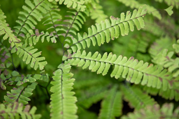 istock Ferns growing alongside a hiking trail in Ontario. 2192535616