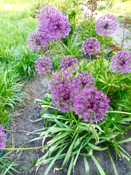 istock Flowerbed, garden corner. Growing flowers. 2192536091
