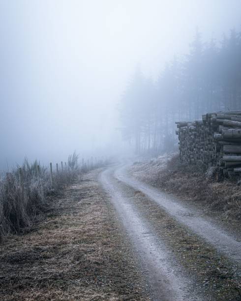 istock Foggy rural road with stacked logs and misty trees. 2192536193