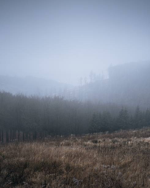 istock Misty forest landscape with fog and dry grass. 2192536198
