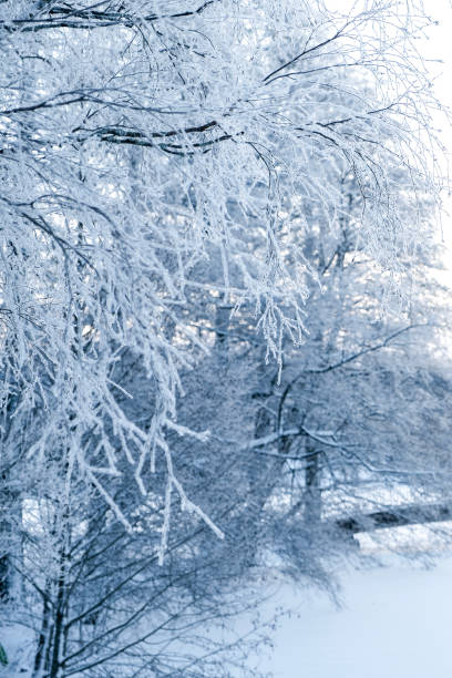 istock Winter landscape. Trees covered with frost. 2192536377