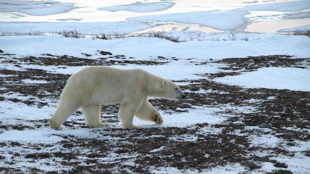 istock Polar Bear in the Tundra 2192537623