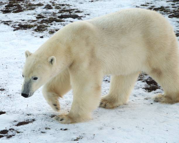 istock Polar Bear in the Tundra 2192537755