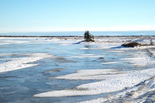 A copse of spruce trees and willow grow amid a snow and ice covered pond near the Hudson Bay shoreline in the Churchill Wildlife Management Area, Canada.