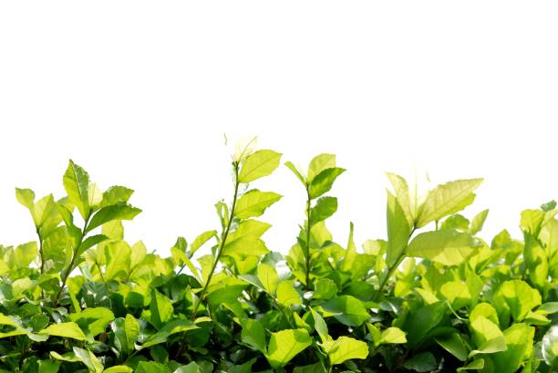 A green leaf color