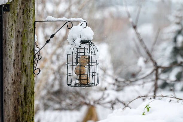A snow covered bird feeder filled with fat balls in a garden in Wakefield, West Yorkshire, UK.
