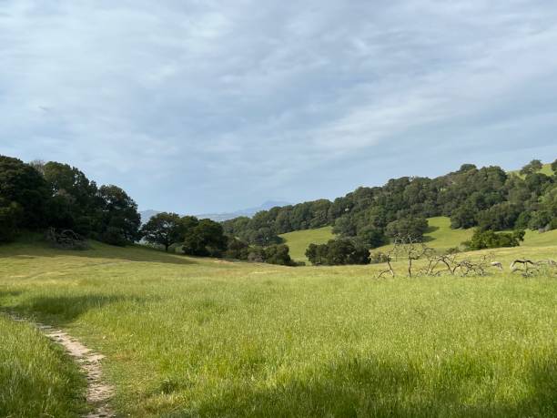 istock Taylor Mountain Regional Park, Sonoma County, California 2192538191