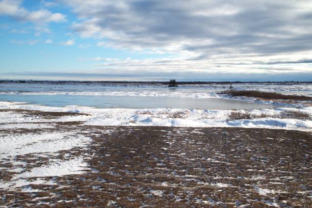 Spruce and willow grow amid the frozen ponds in the tundra landscape near the Hudson Bay shoreline in the Churchill Wildlife Management Area, Canada.