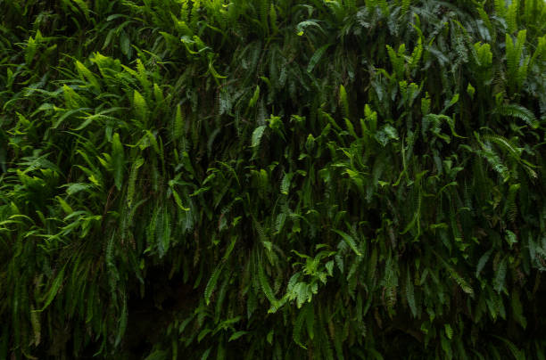 Ferns Cascade Over A Wall In Redwood