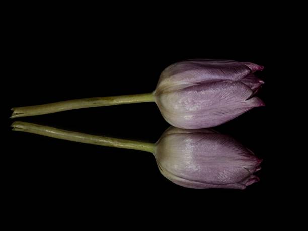 Tulip Reflections In A Mirror.
