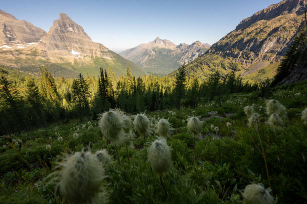 istock Western Seed Head Fill The Hillside Overlooking Upper Kintla Lake 2192539432