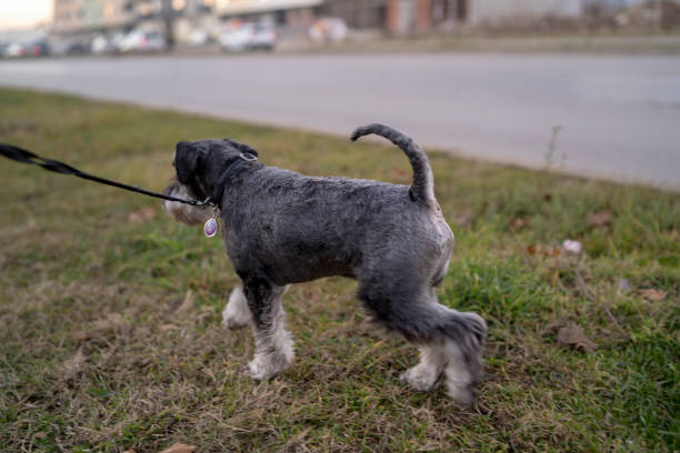 dog walking outdoors