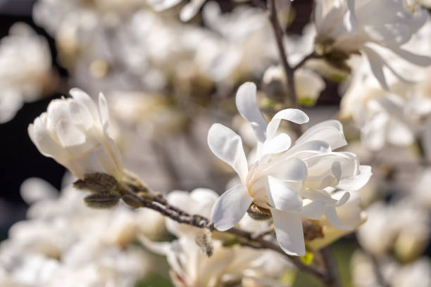 istock White magnolia flowers blooming on tree branch in spring 2192540504