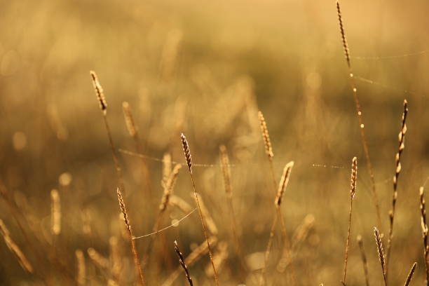 istock Low sun on stalks of grass 2192540648