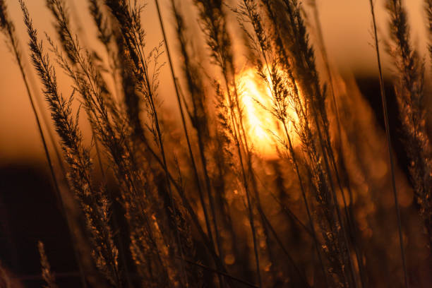 istock Autumn sunset in the field 2192540679
