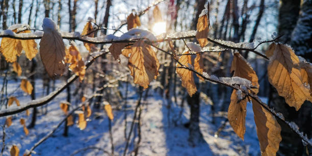 Ice on the branches of a tree on a sunny winter day