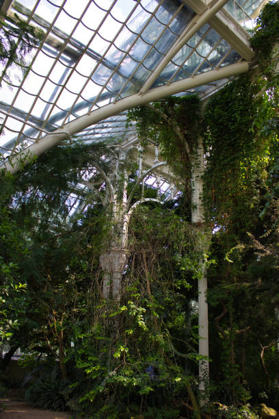 istock Greenhouse with lush vines and sunlight 2192542532