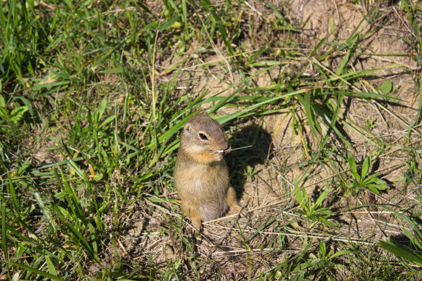 A small ground squirrel standing upright, nibbling on food amidst green grass and natural surroundings, in a sunny outdoor environment.