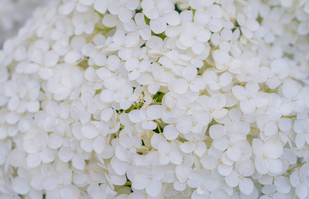 istock Hydrangea Flowers, Blooming White Hortensia, Hydrangea Paniculata Flower Closeup, Large Inflorescences 2192543360