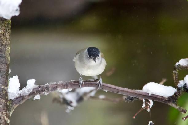 istock Male blackcap bird perched on a snow covered branch 2192543602