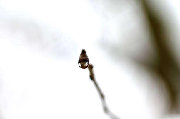 single water rain drop at the end of a branch