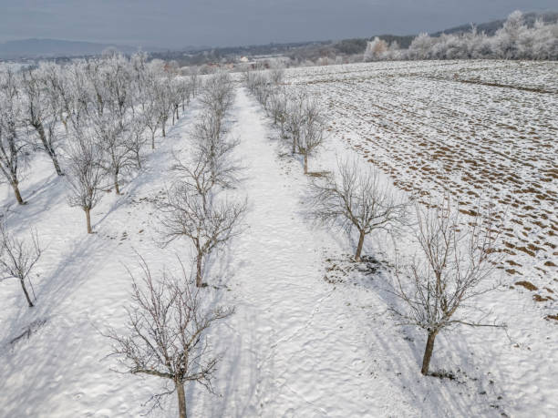 Agricultural fields covered with snow