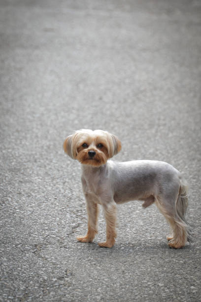 A young white dog posing in the street