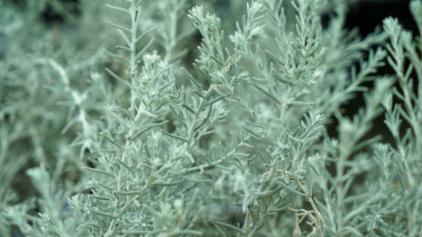 istock Artemisia maritima grass in the garden 2192549347