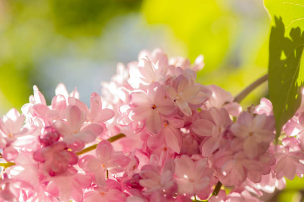 Vibrant Purple Lilac Flowers close up. Abstract romantic soft focused floral background.
