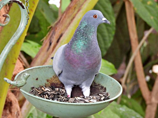 Rock Pigeon - profile